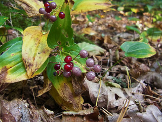 Maianthemum bifolium