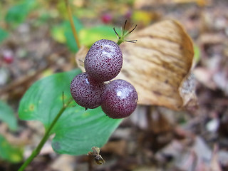 Maianthemum bifolium