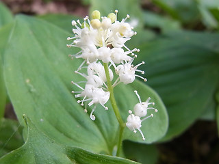 Maianthemum bifolium