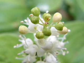 Maianthemum bifolium
