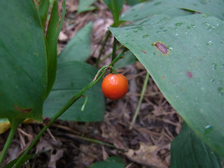 Maianthemum bifolium