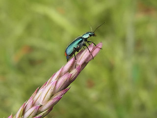 Malachius bipustulatus