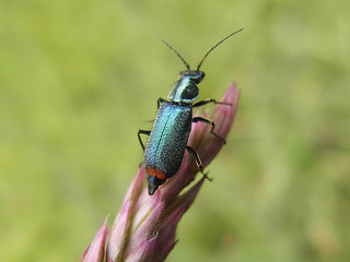 Malachius bipustulatus