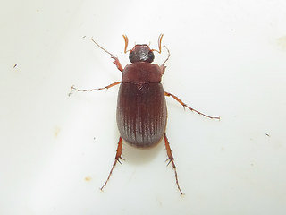 Maladera holosericea