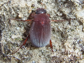 Maladera holosericea