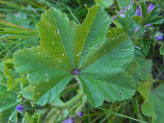 Malva neglecta