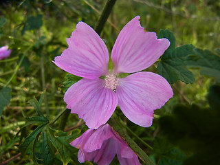 Malva sylvestris