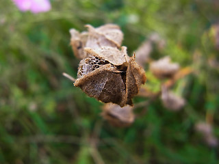 Malva sylvestris