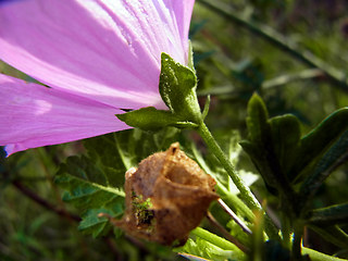 Malva sylvestris