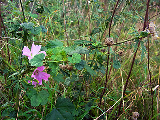 Malva sylvestris