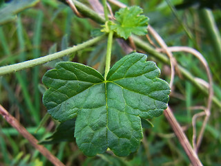 Malva sylvestris