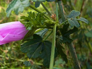 Malva sylvestris