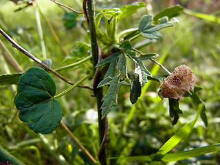 Malva sylvestris