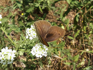 Maniola jurtina