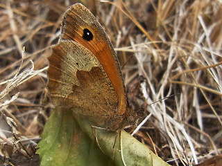 Maniola jurtina