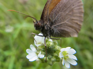 Maniola jurtina