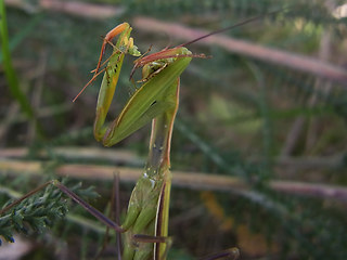 Mantis religiosa