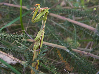 Mantis religiosa