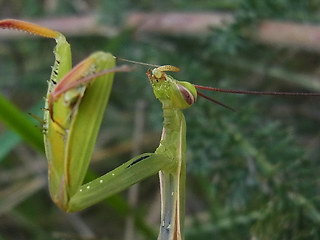 Mantis religiosa