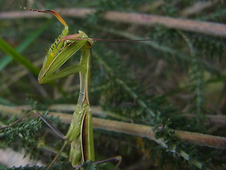 Mantis religiosa