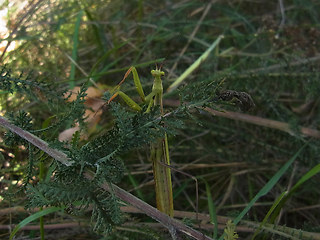 Mantis religiosa