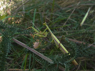 Mantis religiosa