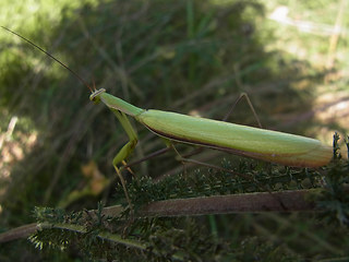 Mantis religiosa