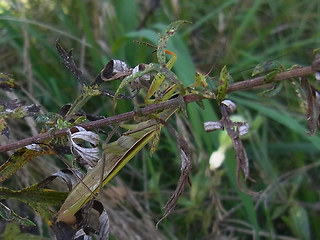 Mantis religiosa