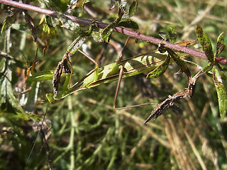 Mantis religiosa