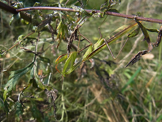 Mantis religiosa