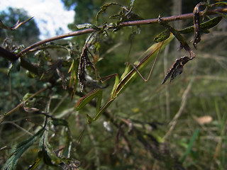 Mantis religiosa