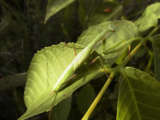 Mantis religiosa