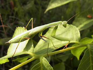 Mantis religiosa