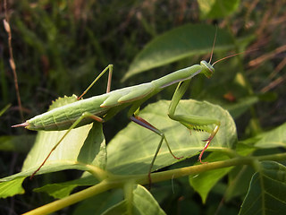 Mantis religiosa