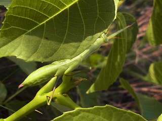 Mantis religiosa