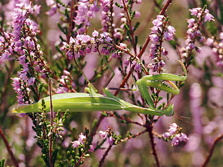 Mantis religiosa