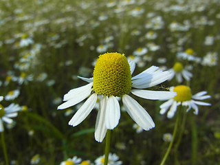 Matricaria chamomilla