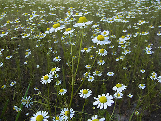 Matricaria chamomilla