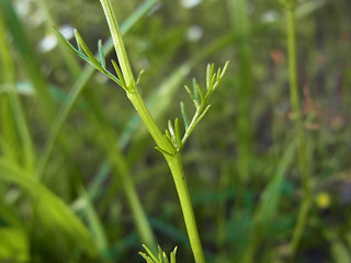 Matricaria chamomilla