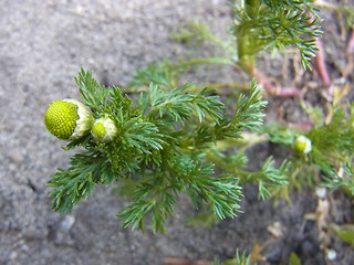 Matricaria discoidea