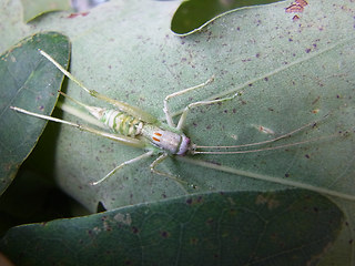 Meconema meridionale