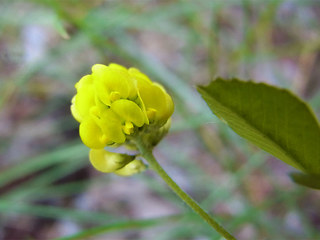 Medicago lupulina