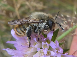 Megachile maritima