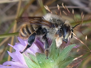 Megachile maritima