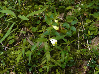 Melampyrum pratense ssp. commutatum