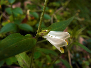 Melampyrum pratense ssp. commutatum