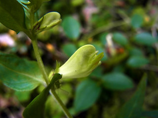 Melampyrum pratense ssp. commutatum