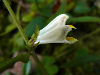 Melampyrum pratense ssp. commutatum