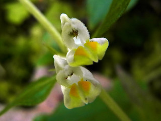 Melampyrum pratense ssp. commutatum