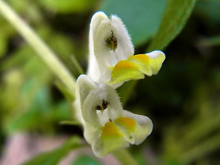 Melampyrum pratense ssp. commutatum